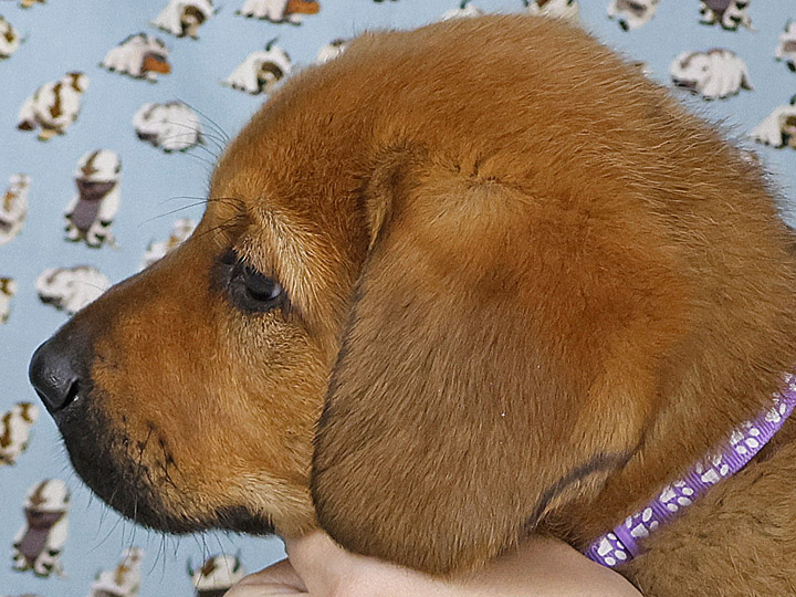 chinook puppy